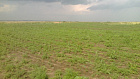 field plants.jpg field plants.jpg